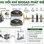 Netzero Energy: Giải pháp năng lượng tái tạo và tuần hoàn cho ngành chăn nuôi